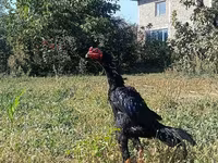 Gallinas Shamo — foto 1