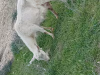 Billy Goat, Goats — photo 2