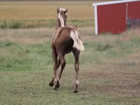 घोड़ा, Black Sea breed — फ़ोटो 2