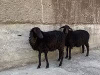 Qoç, Qoyunlar — foto 3