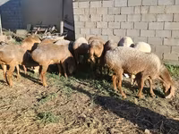 Sheep, Hissar sheep — photo 3