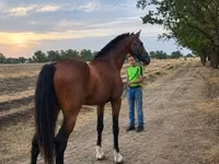 Cavalo, Cavalos — foto 2