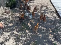Chickens — photo 4