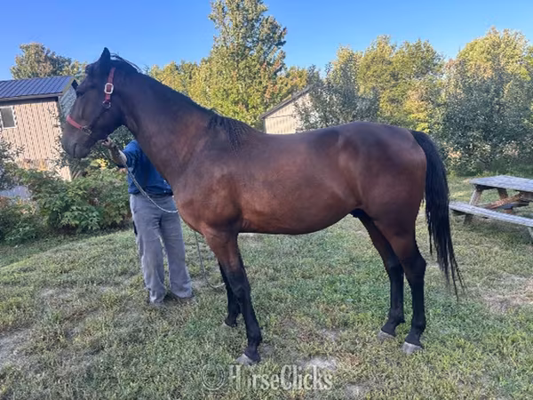 Hengst, Standardbred