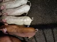 母猪, Pigs — 照片 3