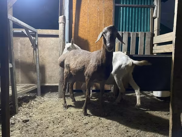 Baran, Rhon sheep