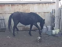 Кобила, Horse breed — фото 2