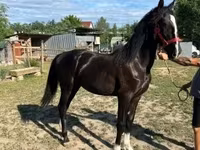 Kobyła, Dutch warmblood horse — zdjęcie 1