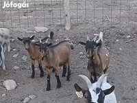 Kozel, Pomellata goat — foto 2