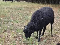 Вівця, Ouessant sheep — фото 3
