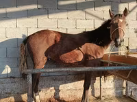 Hengst, Pferde — Foto 3
