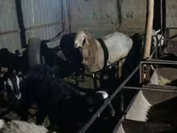 मेढ़ा, Tian-Shan semifinewool sheep — फ़ोटो 4
