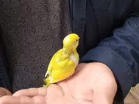 Balalae mehebbet qusu 20 azn en gözel rengler watsapla yiğin — Foto 1