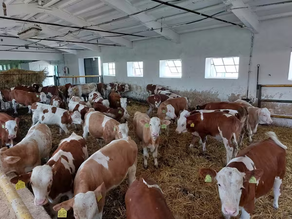 Buğa, Simmental cattle