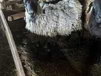 Owca, Romanov sheep — zdjęcie 1
