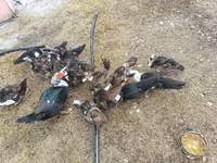 Domestic Muscovy — photo 2