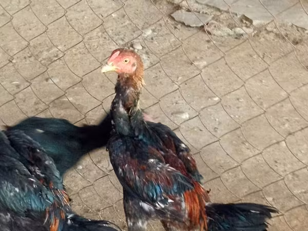 Chickens — Azerbaijan