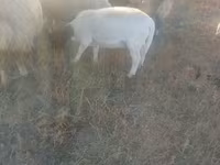 Schaf, Dorper sheep — Foto 2