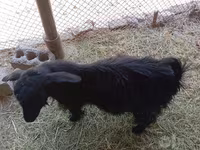 Коза, Saanen goat — фото 2