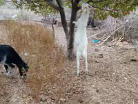 Cabras (lote, sexo não especificado), Cabras — foto 5