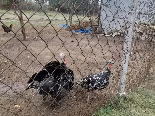 Turkeys — Azərbaycan
