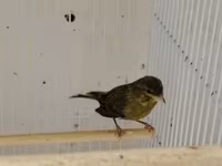Daimi qus isi ile mesqul olanlar biler bu qiymete erkek bulbul esla — 照片 2