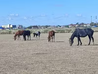 Klisna, Horse breed — foto 2