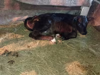 Cow, Alatau breed — photo 2