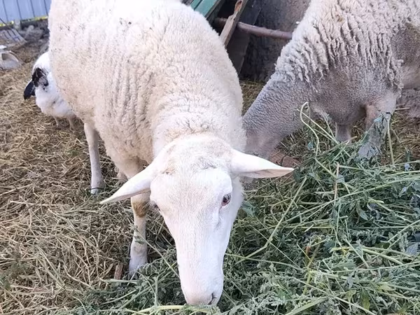 Qoç, Romanov sheep