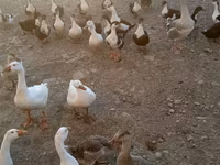 Ducks — photo 3