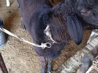 Beran, Hissar sheep — foto 2