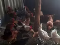 Chickens — الصورة 6