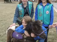 Horse (M), Miniature horse — photo 1