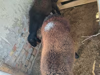 Ram, Rhon sheep — photo 4