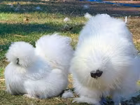 Chickens — फ़ोटो 1