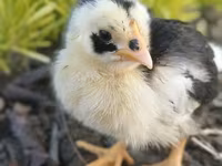 Chickens — foto 4