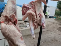 Məhsul: Təzə donuz əti — photo 3