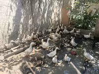 Ducks — Foto 1