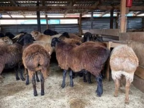Ram, Sheep
