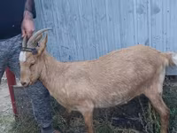 Billy Goat, Goats — photo 1