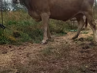 Krava, Swiss cattle — foto 2