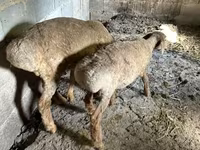 Qoyun, Katum sheep — foto 6