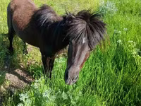 Hengst, American shetland pony — Foto 4