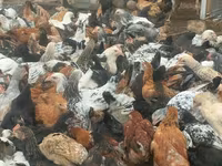 Chickens — photo 4