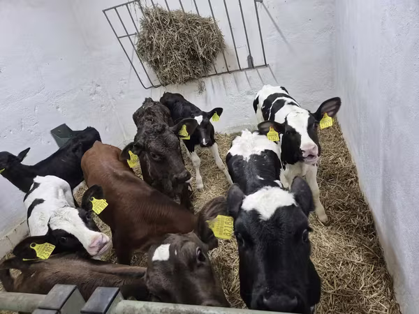Býk, Russian Black pied cattle