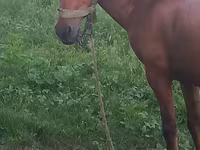 Horse (M), Horses — photo 6
