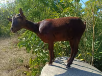 Goat, Murcia-Granada goats — photo 1