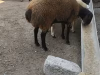Qoç, Blackheaded Persian sheep — foto 2