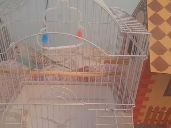 Dalmatin rəng çaları olan, açıq mavi-qəhvəyi naxışlı dalğalı papağan