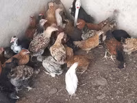 Chickens — photo 1